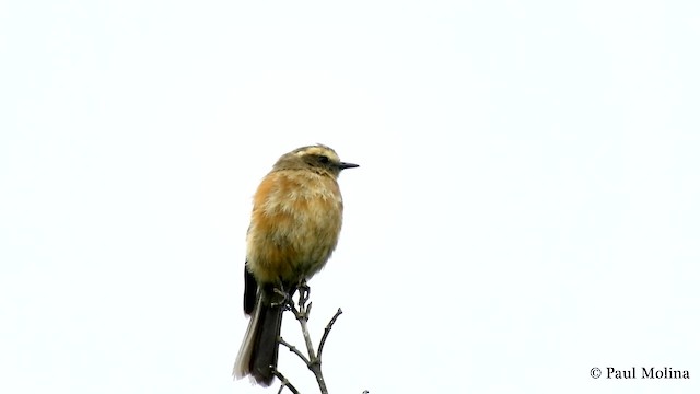 Rufous-breasted Chat-Tyrant - ML201712501
