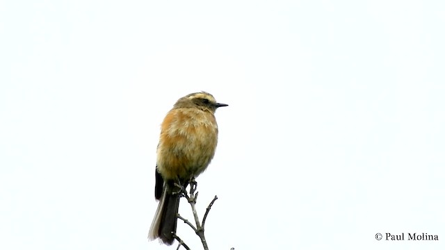 ムネアカヒタキタイランチョウ - ML201712501