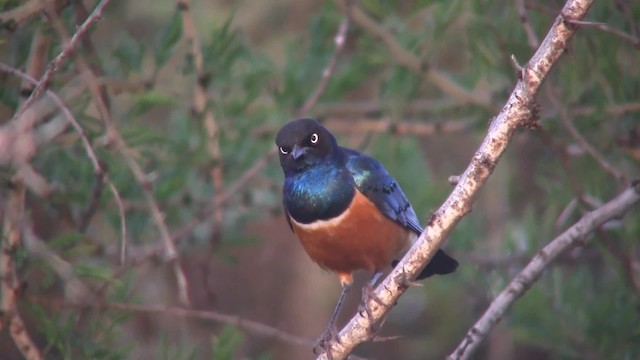 栗頭麗椋鳥 - ML201712581