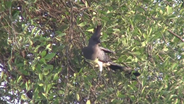 Turaco Ventriblanco - ML201712591