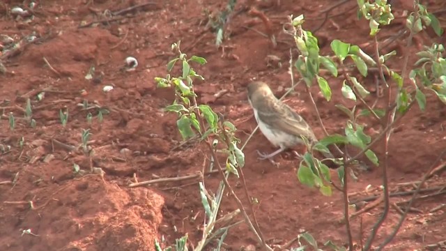 Black-capped Social-Weaver - ML201712611