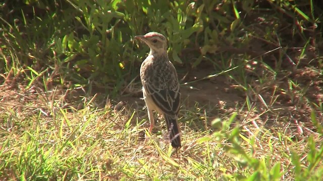 African Pipit - ML201712621