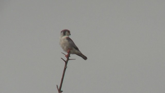 コビトハヤブサ - ML201712631