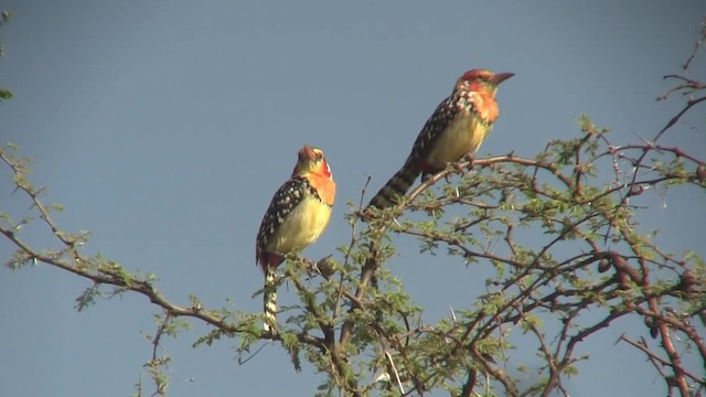 Red-and-yellow Barbet - ML201712641