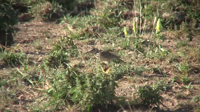 Short-tailed Lark - ML201712661