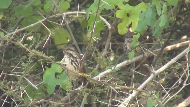 Spotted Morning-Thrush - ML201712681