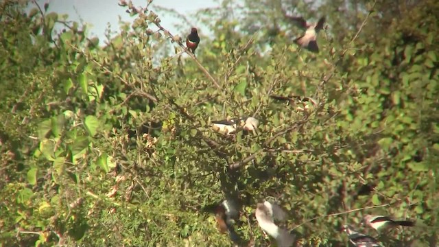 Stresemann's Bush-Crow - ML201712691