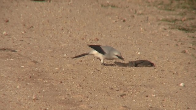 Stresemann's Bush-Crow - ML201712701