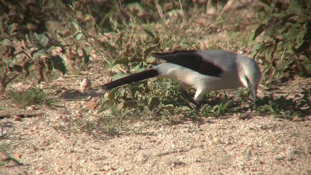 Stresemann's Bush-Crow - ML201712711