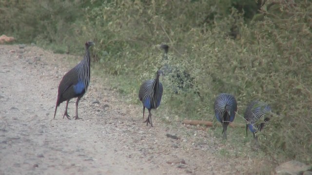 Vulturine Guineafowl - ML201712731