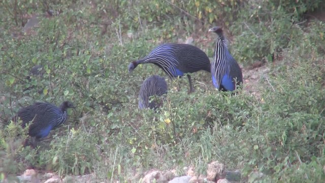 フサホロホロチョウ - ML201712741