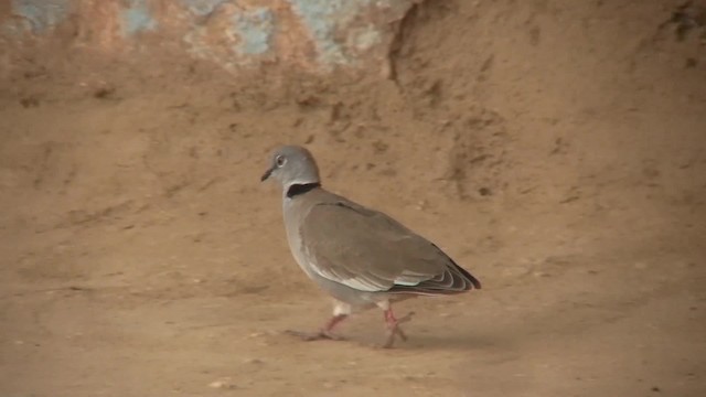 White-winged Collared-Dove - ML201712751