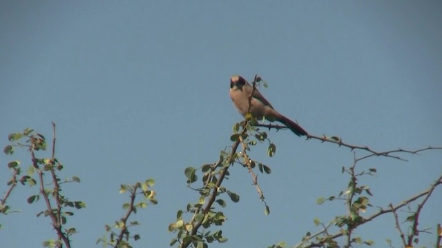 Black-cheeked Waxbill - ML201712761