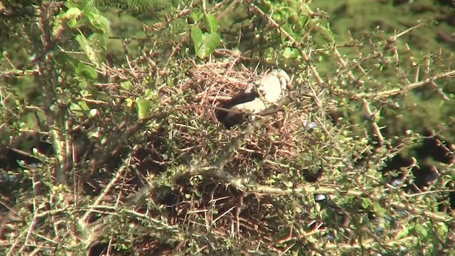 Stresemann's Bush-Crow - ML201712771