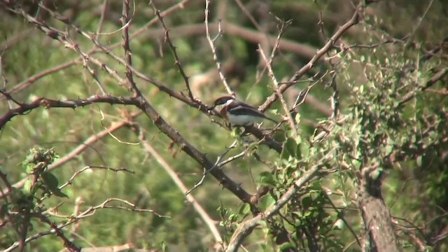 Pygmy Batis - ML201712781