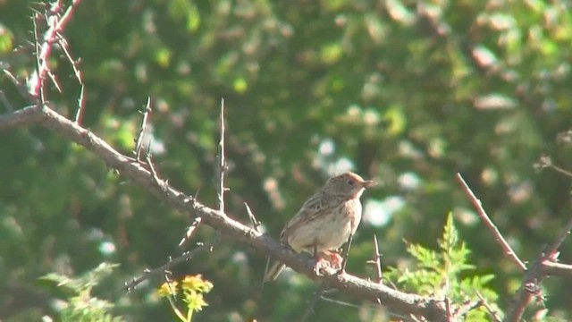 Bush Pipit - ML201712791