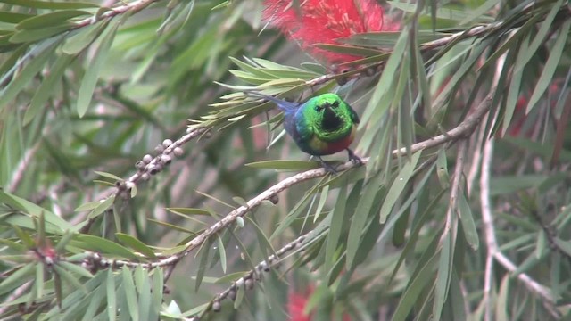 ウツクシオナガタイヨウチョウ（pulchellus） - ML201712811