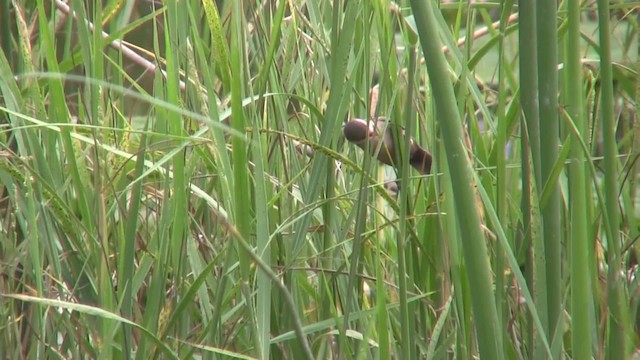 Common Waxbill - ML201712821