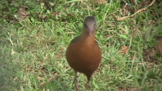 Rouget's Rail - ML201712851