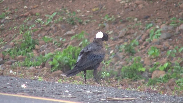 Thick-billed Raven - ML201712861