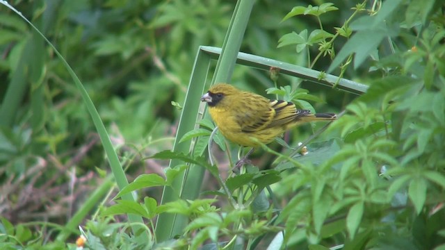 Serin d'Abyssinie - ML201712871