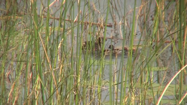 Little Grebe (Little) - ML201712881