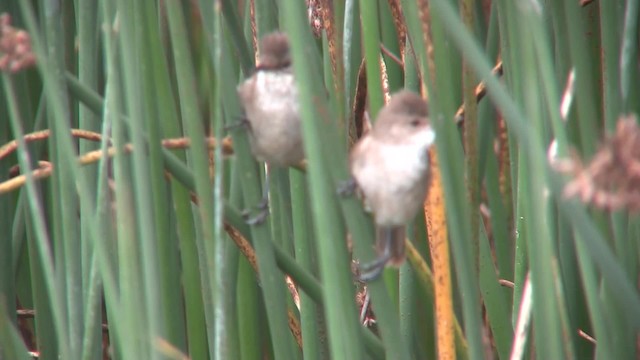 Lesser Swamp Warbler - ML201712901