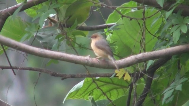 アカガオセッカ（erythrops グループ） - ML201712931