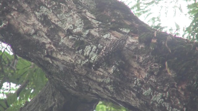 Salpornis de Salvadori - ML201712941