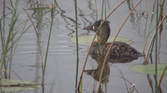 White-backed Duck - ML201712961