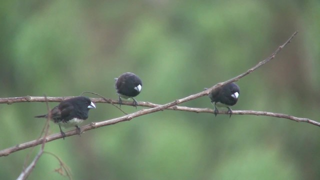 svartryggmannikin (bicolor/poensis) - ML201712971