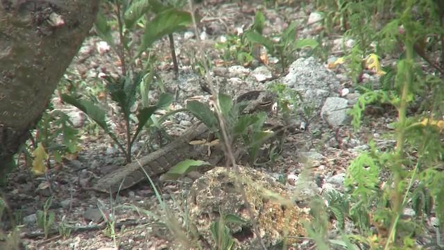 Slender-tailed Nightjar - ML201712981