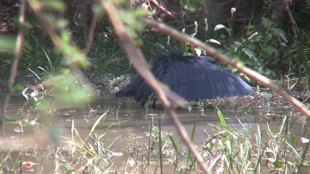 Black Heron - ML201712991