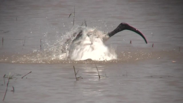 African Sacred Ibis - ML201713001