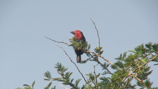 Black-billed Barbet - ML201713011