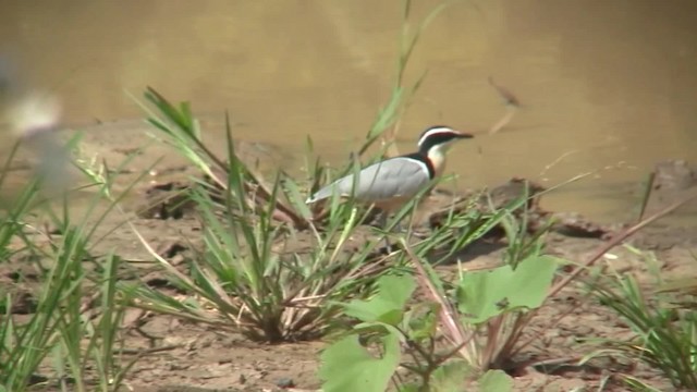 Egyptian Plover - ML201713031