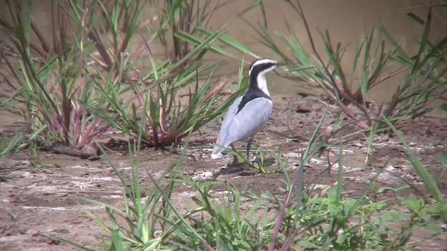 Egyptian Plover - ML201713041