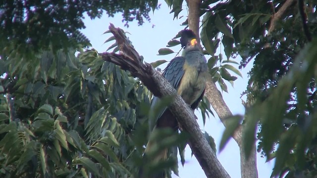 Great Blue Turaco - ML201713061