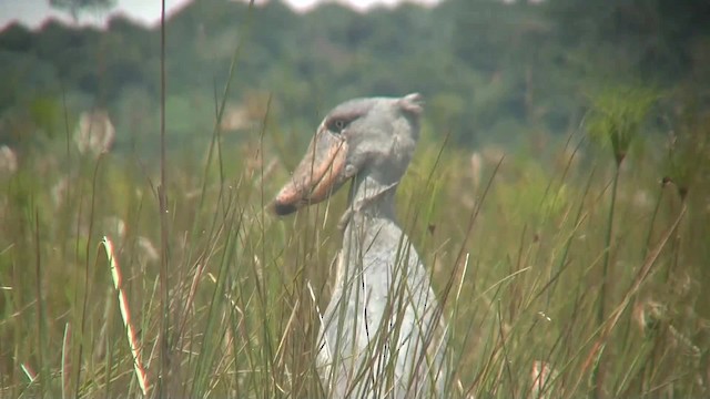 Shoebill - ML201713101