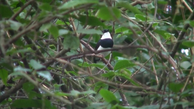 Chestnut Wattle-eye - ML201713111