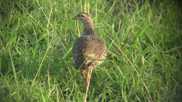 Francolin à bec jaune - ML201713121