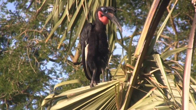 Abyssinian Ground-Hornbill - ML201713141