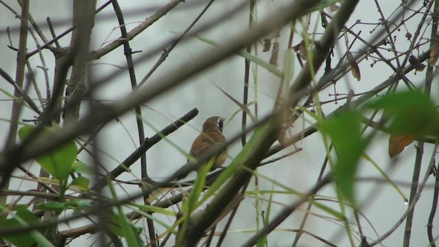 Rusty-backed Antwren - ML201713181