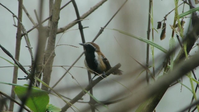 Rusty-backed Antwren - ML201713191