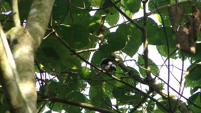 White-bearded Manakin - ML201713211