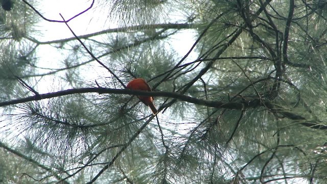 Hepatic Tanager (Lowland) - ML201713221