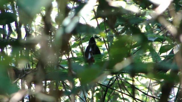 White-shouldered Fire-eye - ML201713241