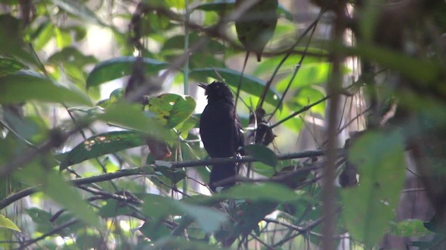 White-shouldered Fire-eye - ML201713251