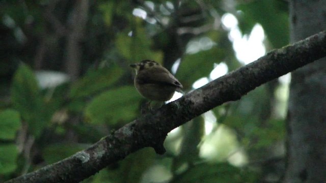 White-throated Spadebill (Eastern) - ML201713281