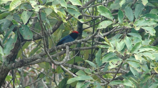 Swallow-tailed Manakin - ML201713291